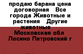 продаю барана цена договорная - Все города Животные и растения » Другие животные   . Московская обл.,Лосино-Петровский г.